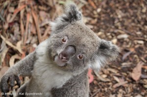 Koala C